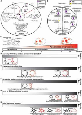 Depalmitoylation by Palmitoyl-Protein Thioesterase 1 in Neuronal Health and Degeneration